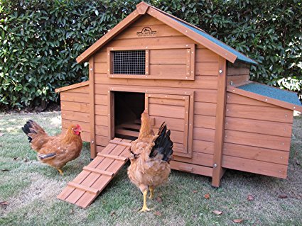 Hühnerstall, Hühnerrassen,Hühnerfutter,Hühnereier und alles was du dazu wissen musst.