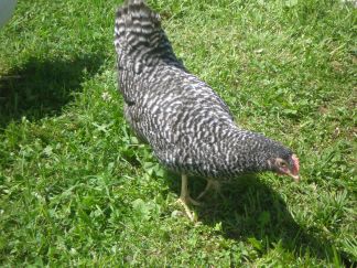 Haushuhn Schwarz- Weiß