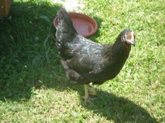 Hühnerstall und was bei einem Kauf zu beachten ist.