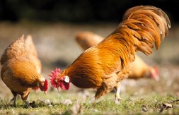 Sachenhuhn Farbe Braun