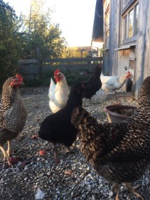 Hühner - Haushühner - Hühnerstall