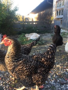 Hühner - verschiedene Hühnerrassen