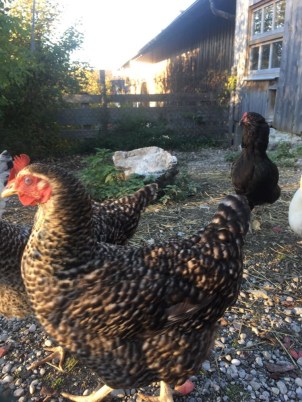 Hühner - verschiedene Hühnerrassen