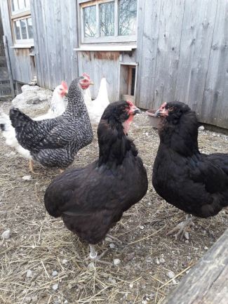 Haushühner - Hühner