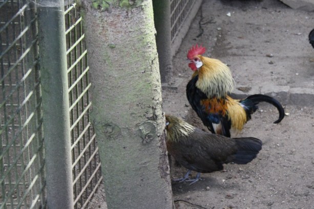 Hahn - Hühnerhaltung